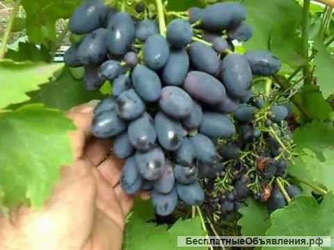 Дачу (участок)