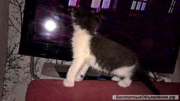 Котята ищут дом