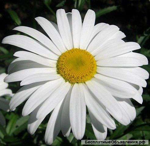 Крупная Ромашка саженцы в большом колличестве