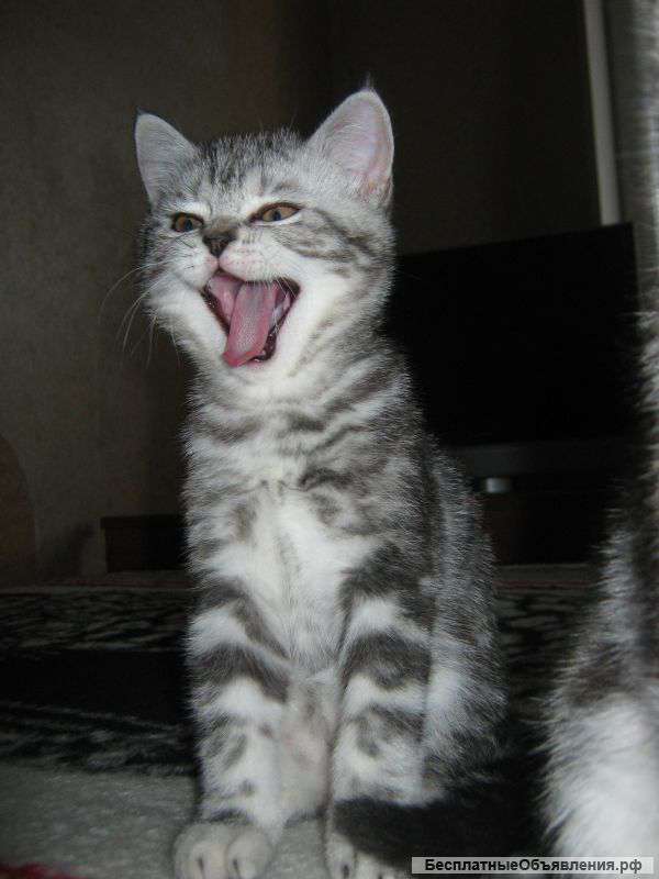 Котят шотландцев