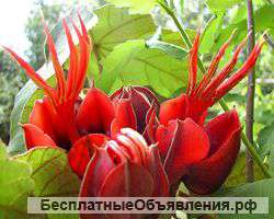 Семена тропических, экзотических растений