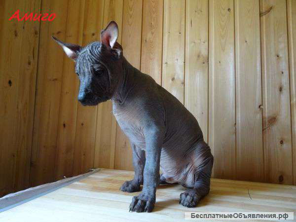 Мексиканская голая собака или ксолоитцкуинтли