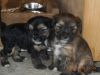 Породистых чистокровных щенков китайской хохлатой
