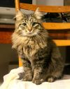 Очень ласковый и скромный котик Пусик