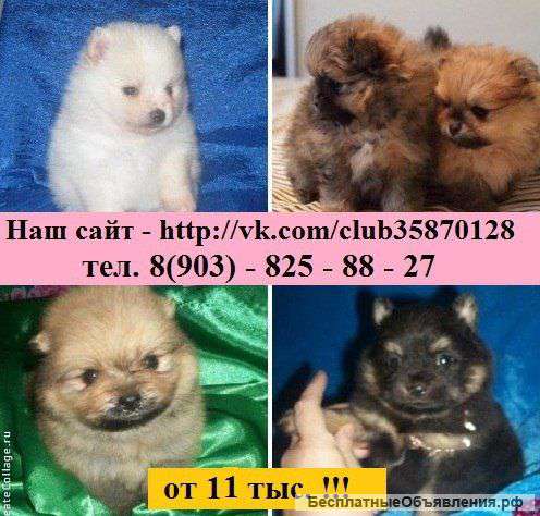 Щенки померанского шпица в продаже
