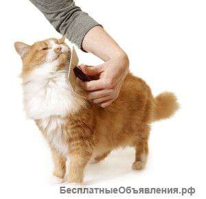 Стрижка кошек на дому