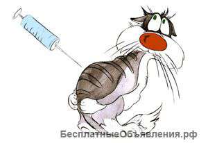 Вакцинация котов на дому