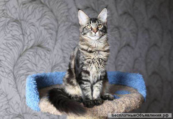 Черные мраморные кошечки мейн кун