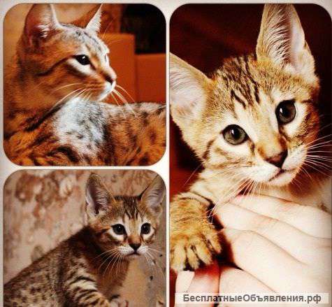 Котята саванна