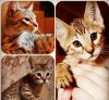 Котята саванна