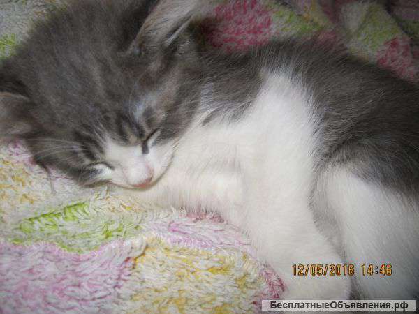 Две кошечки