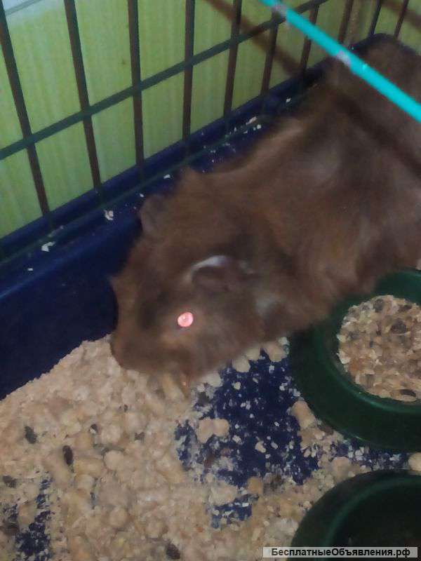 Морскую свинку