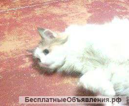 Атдаю кошку в добрые руки