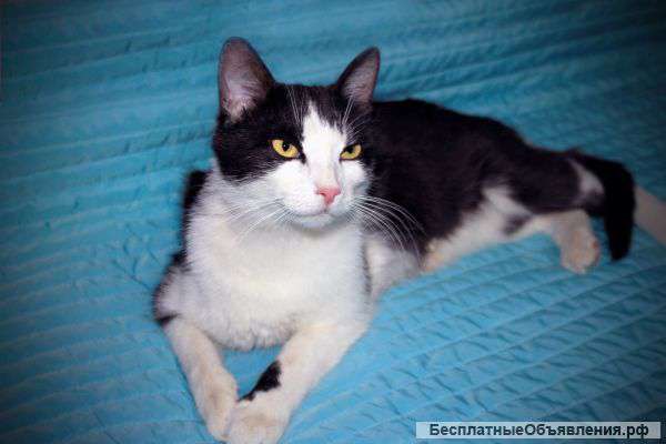 Ласковая нежная кошечка в добрые руки