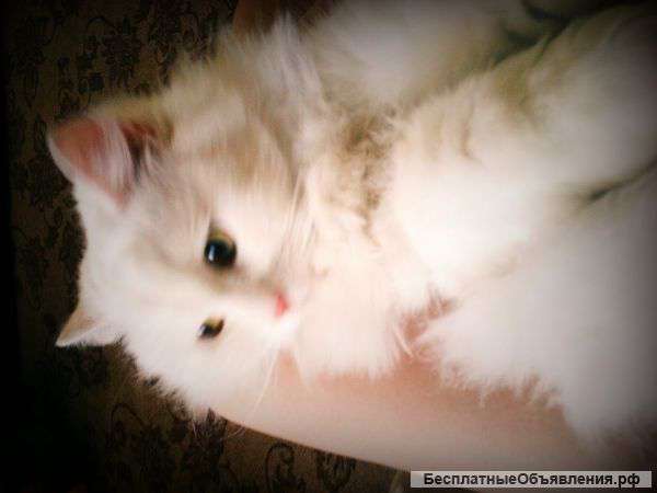 Нашла кошку в 236 доме