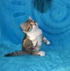 Замечательный шотландский котенок