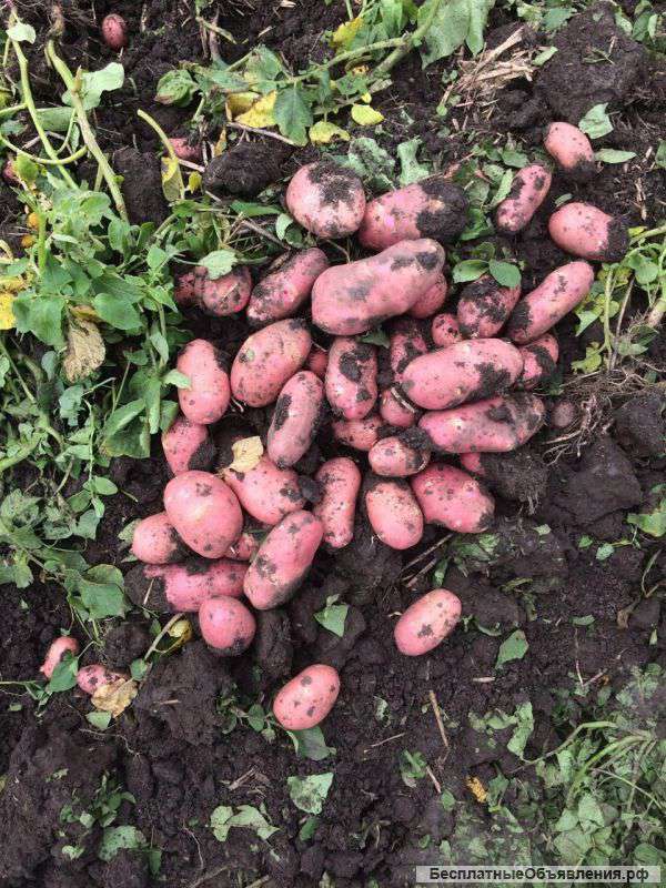 Картофель молодой