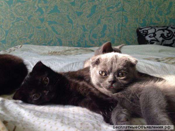 Котята,британские и шотландские