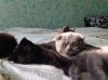 Котята,британские и шотландские