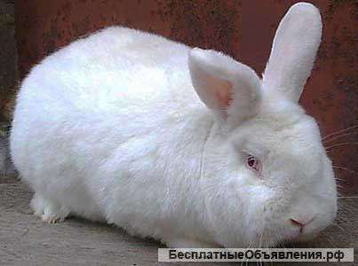 Кролика "новозеладской" породы