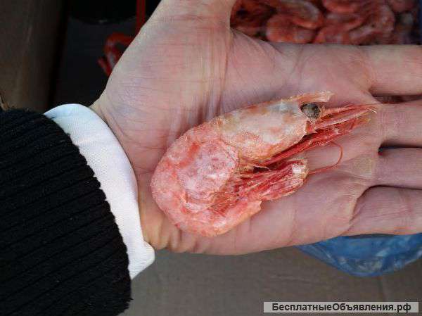 Креветки оптом