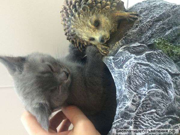 Шикарные британские котята