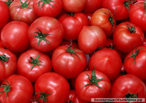 Компания купит крупным оптом :томат, яблоки сезонные