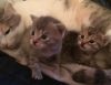 Милые котята ищут себе семью