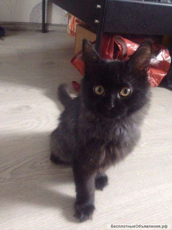 Отдам котенка в добрые руки