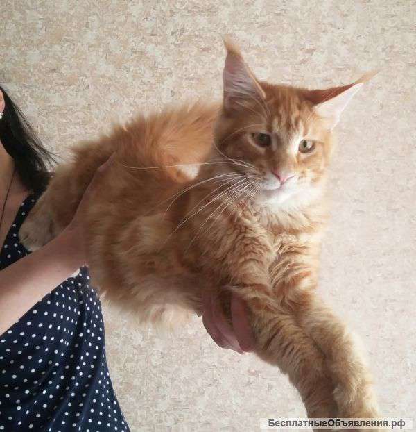 Котята Мейн Кун