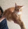 Котята Мейн Кун