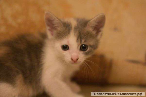 Отдам котят в хорошие руки