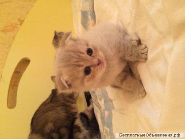 Шотландские вислоухие котята