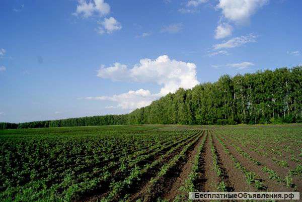 Земля С/Х назначения в Алексеевском р-не
