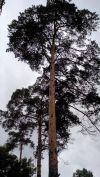 Уберу ненужное дерево с участка
