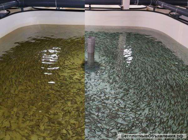 Уникальная очистка воды озоном в УЗВ