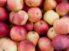 Компания купит яблоки сезонные