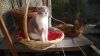 Котята от абиссинца и фолда