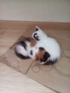 Отдам котят