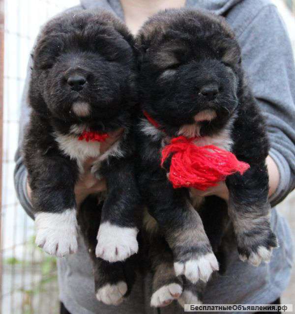 Кавказская овчарка продажа