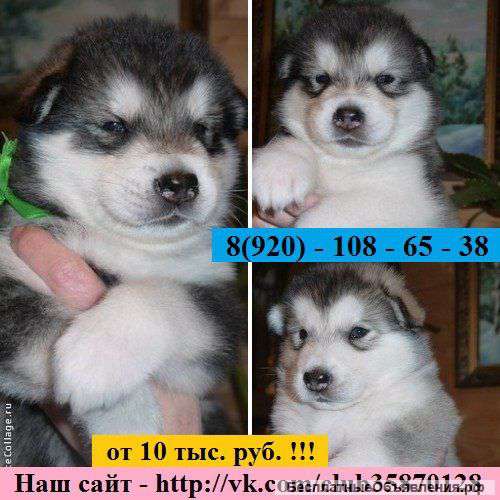 Щенков Аляскинского Маламута