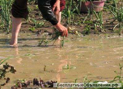 От авто полива до укладки тротуарной плитки