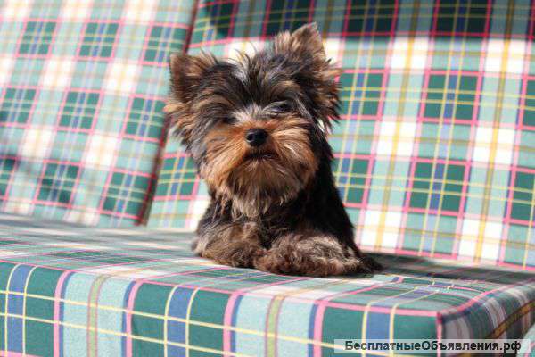 Щенки йорка