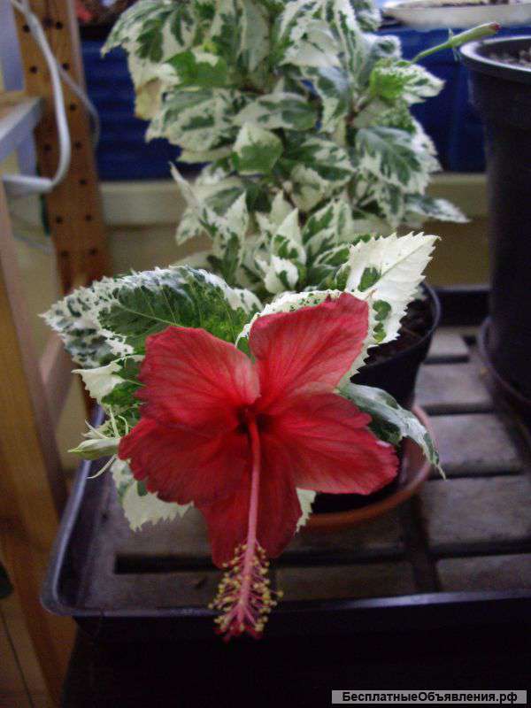 Пестролистный гибискус