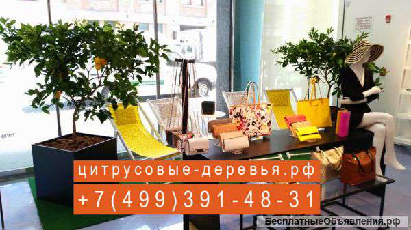 Взрослые цитрусовые деревья из Испании - Эксклюзивные интерьерные растения