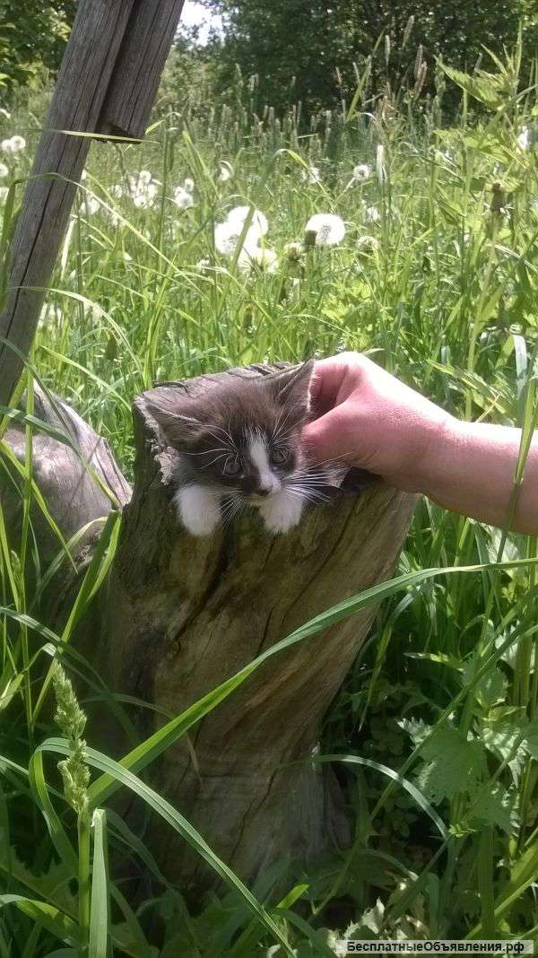 Симпатичные котята