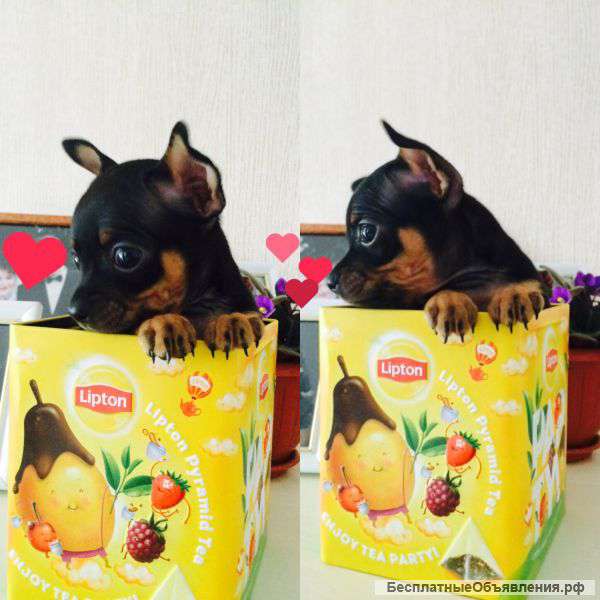 Той-терьер щенки продам