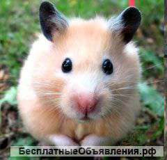 Отдам хомячков