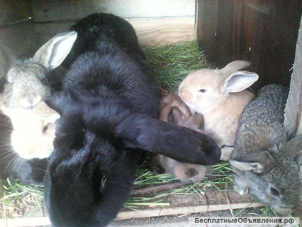 Крольчата- баран
