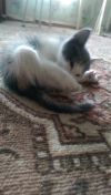 Котенок в добрые руки (бесплатно)